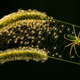 Imagen para el artículo titulado El autor de la foto ganadora de este concurso de fotografía de insectos tenía fobia a los insectos